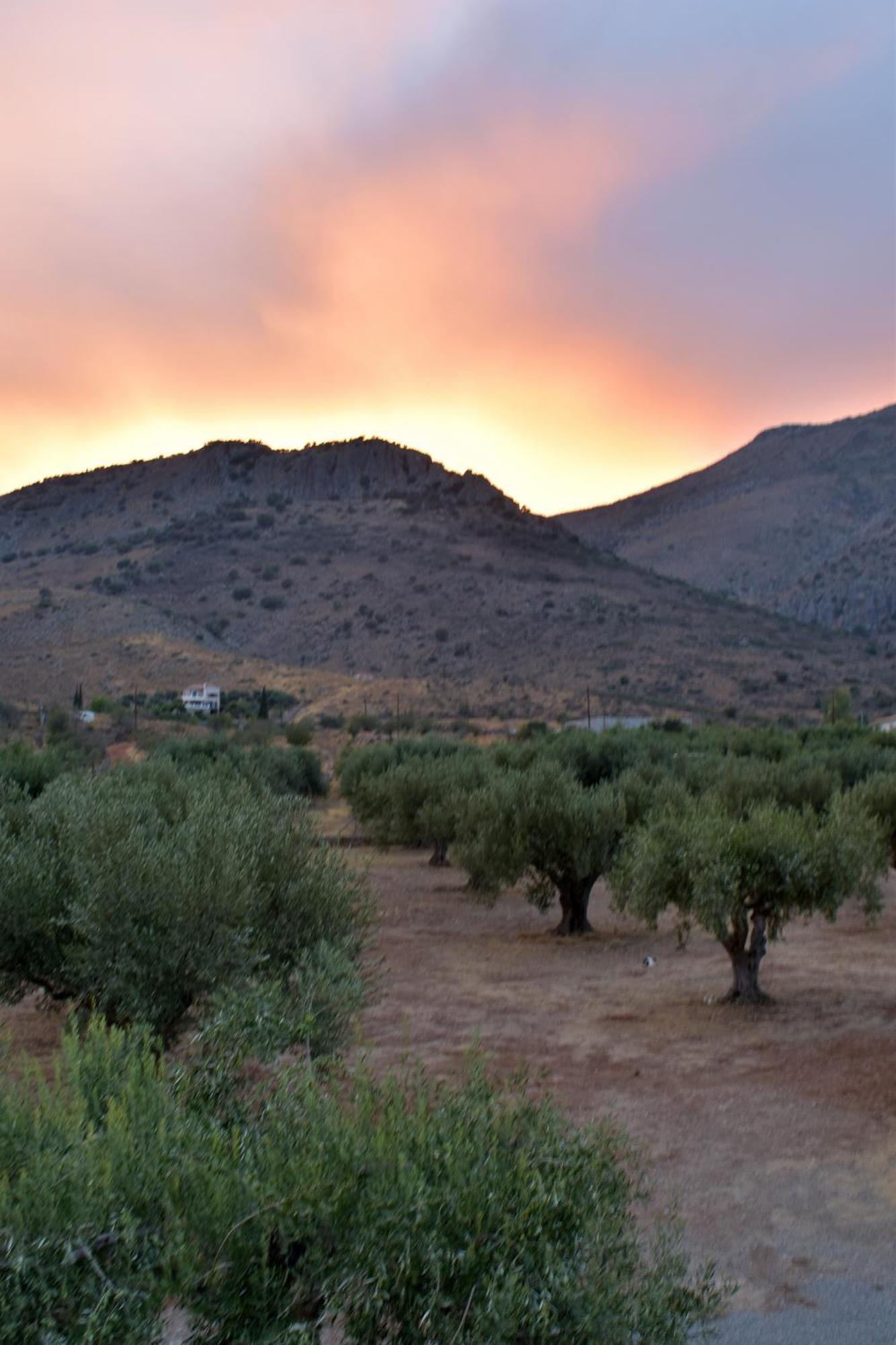 Villa In The Olive Trees Galaxídhion Exterior foto